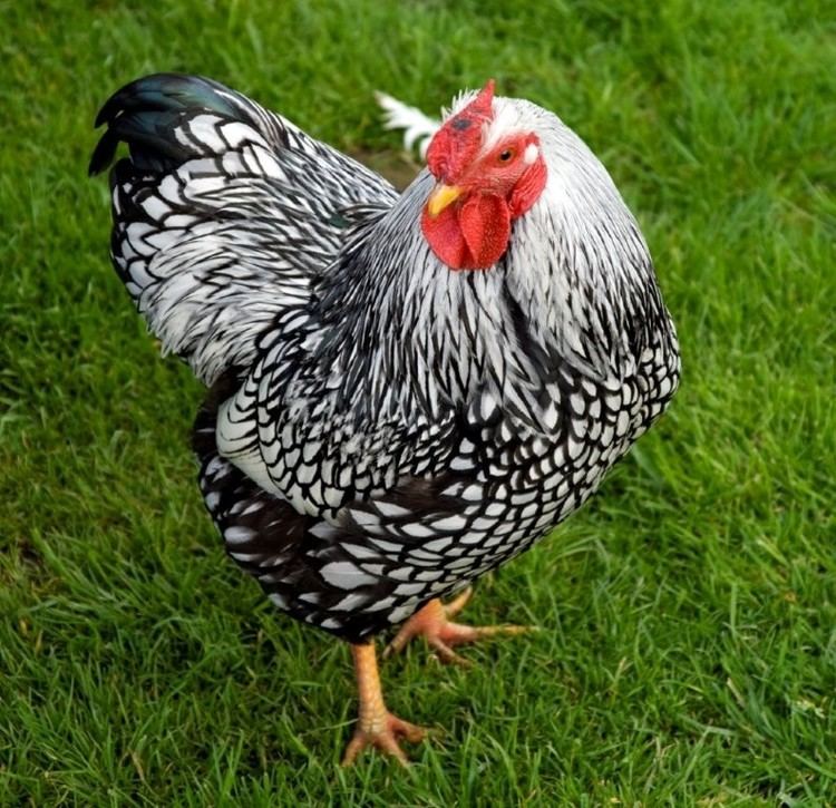 Wyandotte chicken Black Laced Silver Wyandotte Chicken for Sale Cackle Hatchery