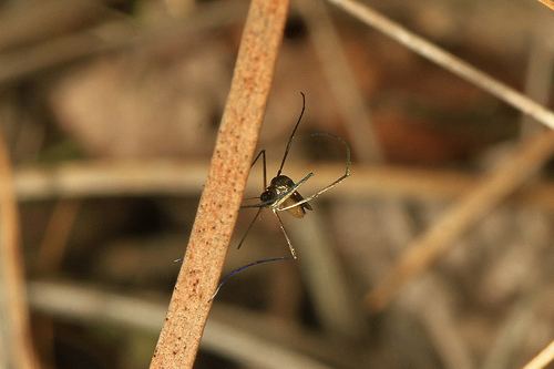 Wyeomyia smithii Wyeomyia smithii Pitcherplant mosquito Aedes smithii