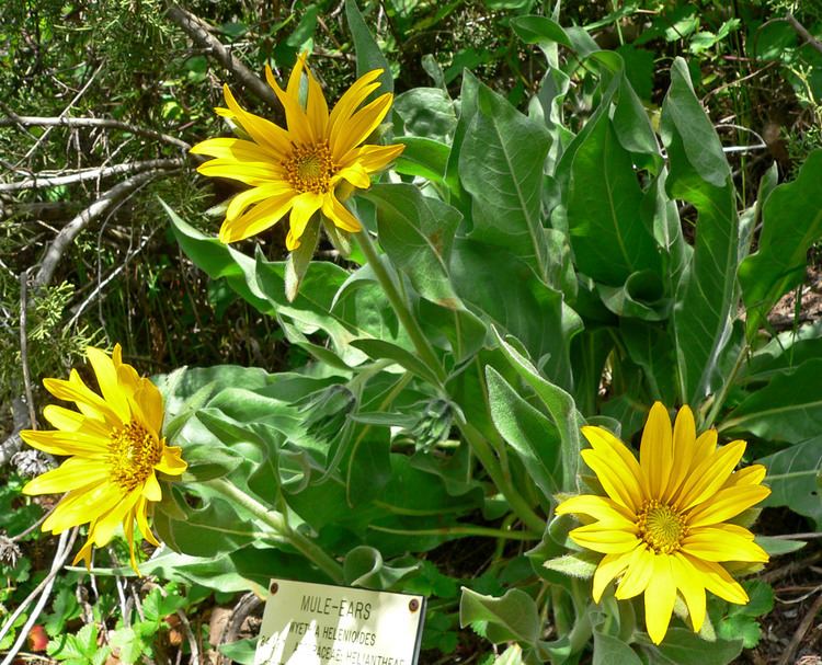 Wyethia Wyethia helenioides Gray Mules Ears Whitehead Mule Ears