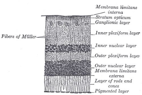 X-linked congenital stationary night blindness