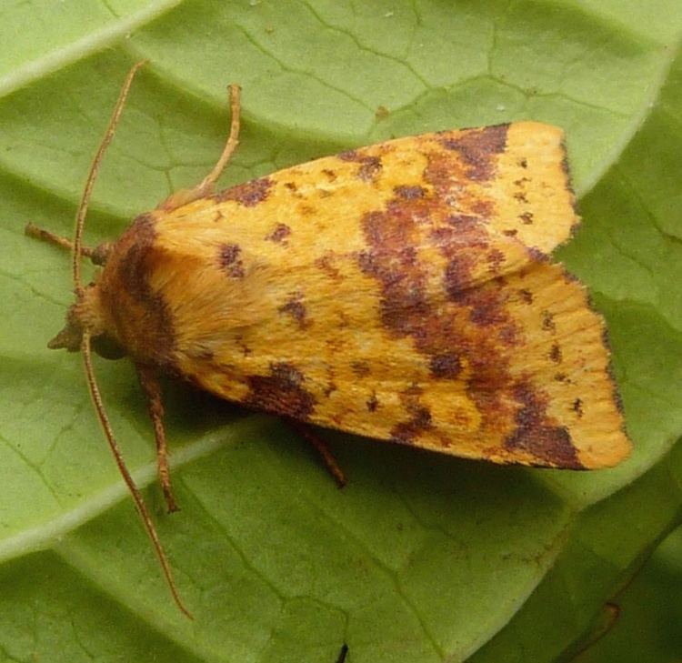 Xanthia togata Pinkbarred Sallow Xanthia togata NatureSpot