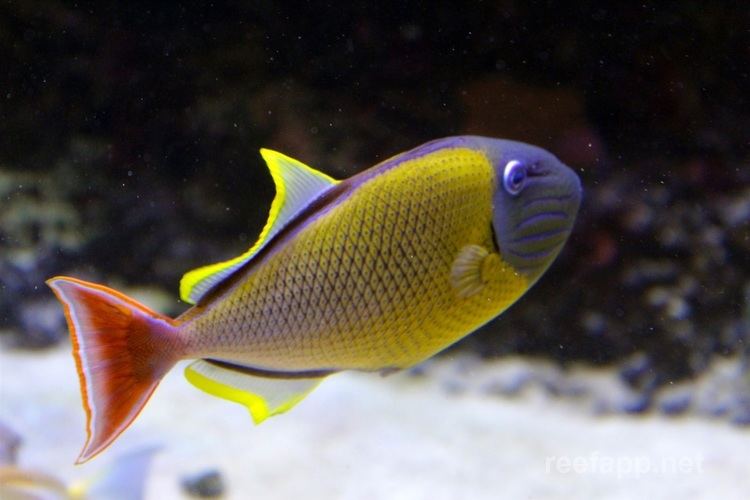Xanthichthys mento Crosshatch Triggerfish Xanthichthys mento in aquarium