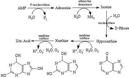 Xanthine oxidase 2jpg