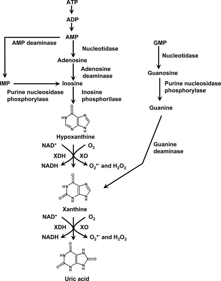 Xanthine oxidase Therapeutic Effects of Xanthine Oxidase Inhibitors Renaissance Half