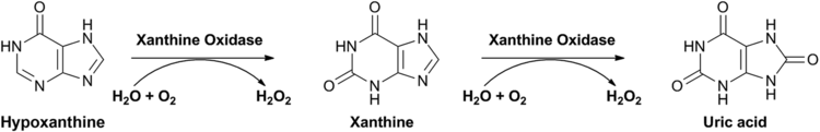 Xanthine oxidase Characterization and screening of tight binding inhibitors of