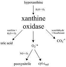 Xanthine oxidase httpsuploadwikimediaorgwikipediacommonsthu