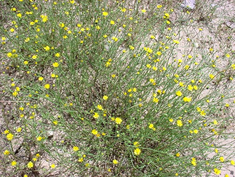 Xanthisma gracile Vascular Plants of the Gila Wilderness Xanthisma gracile