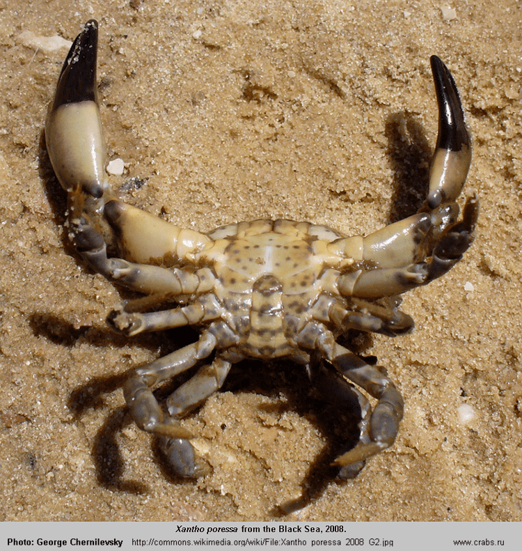 Xantho poressa Crabs of Russia crab Xantho poressa Olivi 1792 Decapoda