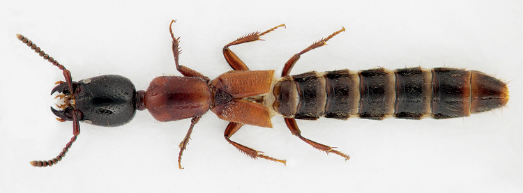 Xantholinus The adventive genus Xantholinus Dejean Coleoptera Staphylinidae