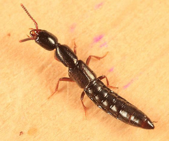 Xantholinus rove beetle Xantholinus linearis BugGuideNet