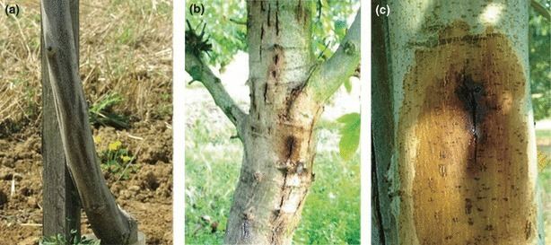 Xanthomonas arboricola Identification of a genetic lineage within Xanthomonas arboricola pv