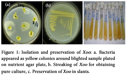 Xanthomonas oryzae pv. oryzae Morphological and biochemical characterization of Xanthomonas oryzae