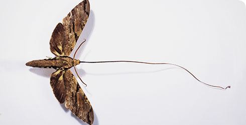 Xanthopan morgani Moths Amazing Creatures of the Night NatureOutside