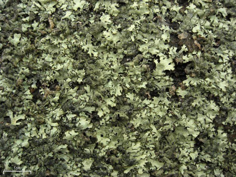 Xanthoparmelia conspersa Ways of Enlichenment Lichens of North America