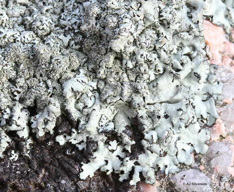 Xanthoparmelia conspersa Xanthoparmelia conspersa images of British lichens