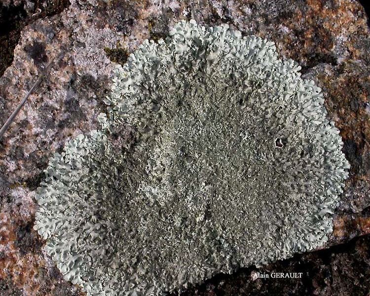 Xanthoparmelia conspersa Lichens marins