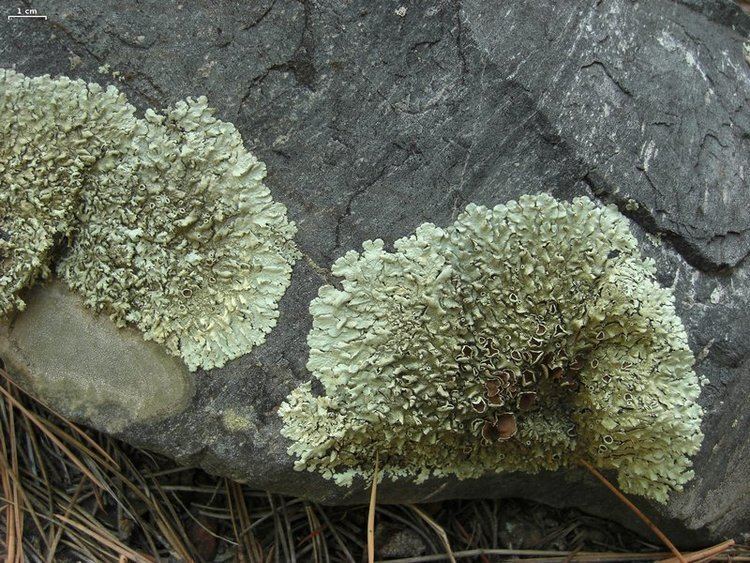Xanthoparmelia Ways of Enlichenment Lichens of North America