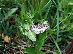 Xanthorhoe decoloraria httpsuploadwikimediaorgwikipediacommonsthu