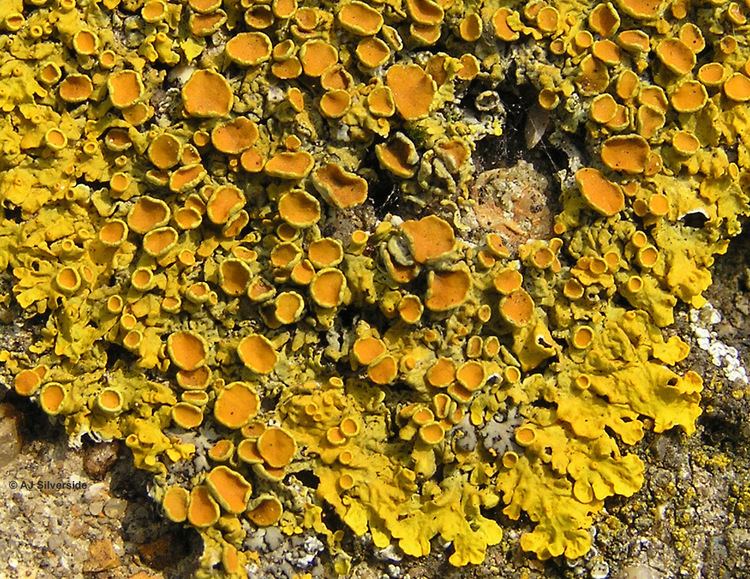 Xanthoria Xanthoria parietina images of British lichens