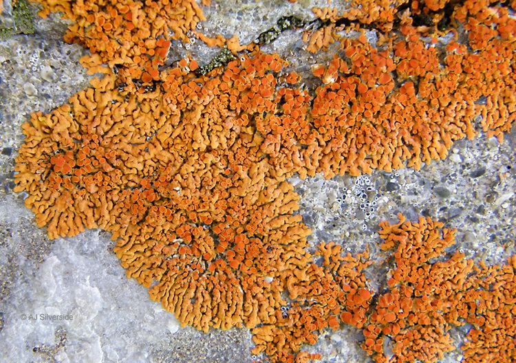 Xanthoria elegans Xanthoria elegans images of British lichens