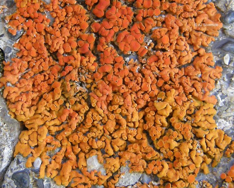 Xanthoria elegans Xanthoria elegans images of British lichens