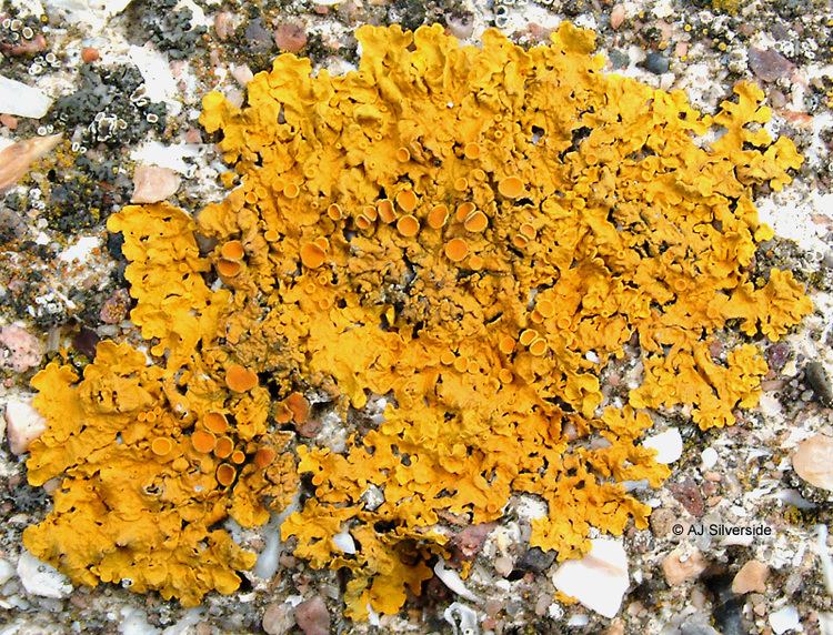 Xanthoria parietina Xanthoria parietina images of British lichens