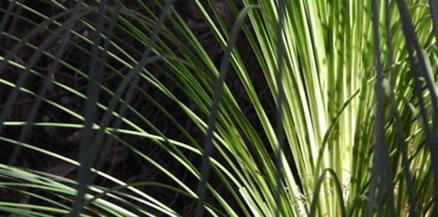 Xanthorrhoea australis Southern Grass Tree Plant Guide Lifestyle HOME