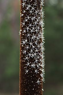 Xanthorrhoea australis httpsuploadwikimediaorgwikipediacommonsthu