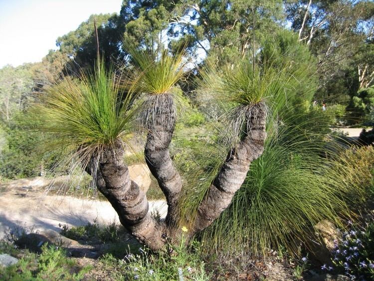 Xanthorrhoea johnsonii Plants Flowers Xanthorrhoea johnsonii