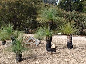 Xanthorrhoea johnsonii httpsuploadwikimediaorgwikipediacommonsthu