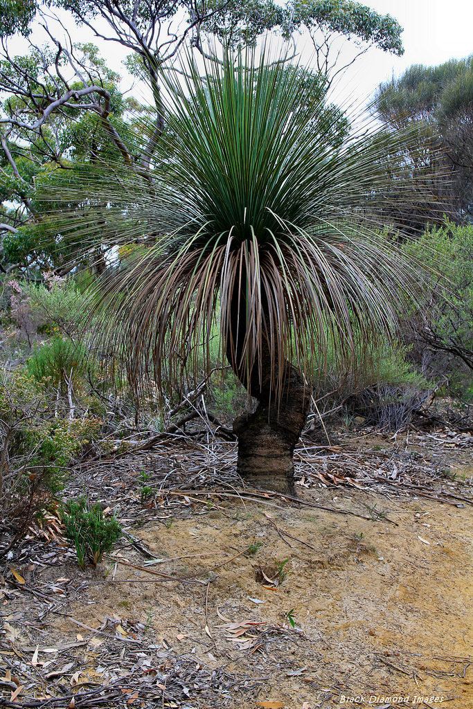 Xanthorrhoea semiplana Xanthorrhoea semiplana subsp tateana Kangaroo Island Gr Flickr