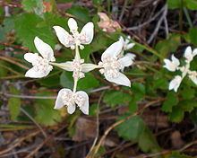 Xanthosia rotundifolia httpsuploadwikimediaorgwikipediacommonsthu