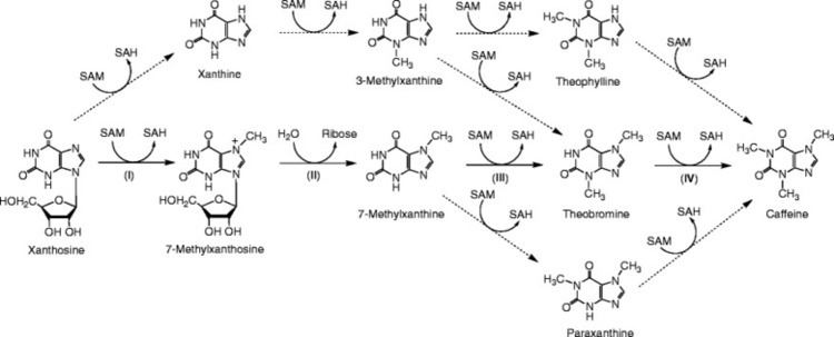 Xanthosine The biosynthetic pathways of caffeine from xanthosine The