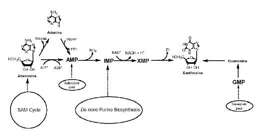 Xanthosine The provider pathways for xanthosine Caffeine biosynthesis