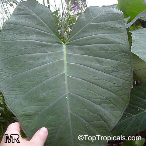 Xanthosoma sagittifolium Xanthosoma sagittifolium Tannia Malanga Blanca Yautia Cocoyam