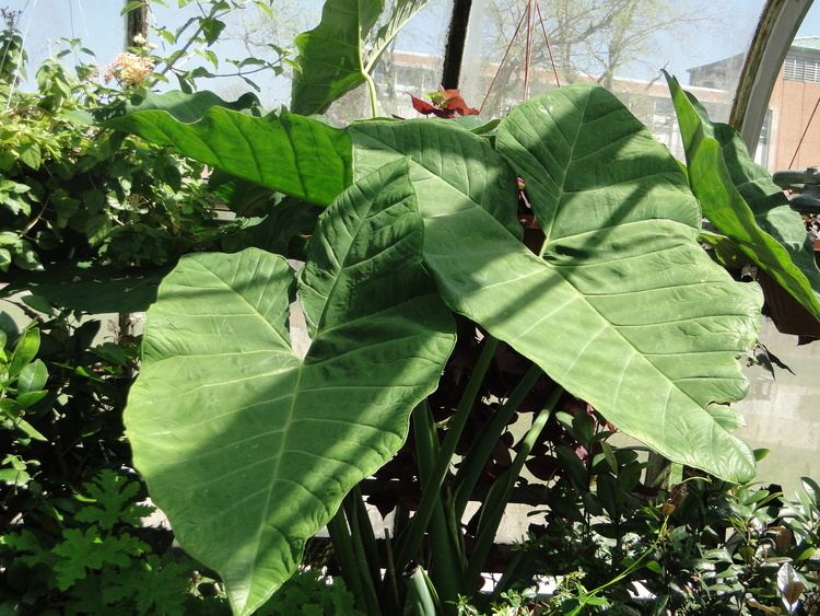 Xanthosoma sagittifolium Xanthosoma sagittifolium Tannia Cocoyam Arrowhead Elephant Ear