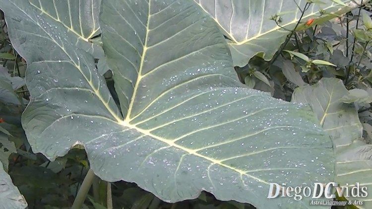 Xanthosoma sagittifolium Xanthosoma sagittifolium Taioba arrowleaf elephant ear Araceae