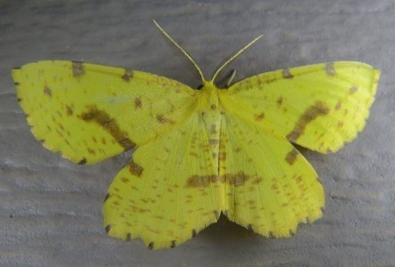 Xanthotype urticaria Xanthotype urticariasospeta Crocus Geometer Moth Prairie Haven