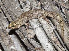 Xantusia Desert night lizard Wikipedia