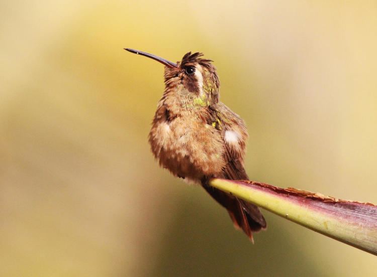Xantus's hummingbird Xantuss Hummingbird Audubon Field Guide