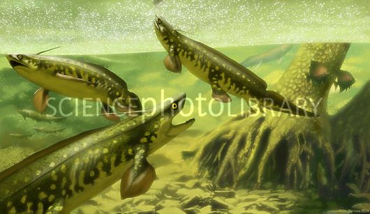 Xenacanthus Xenacanthus decheni prehistoric sharks Stock Image C0217499