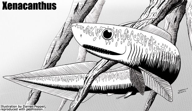 Xenacanthus wwwprehistoricwildlifecomimagesspeciesxxena
