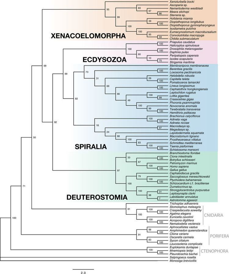 Xenacoelomorpha Xenacoelomorpha is the sister group to Nephrozoa Nature Nature