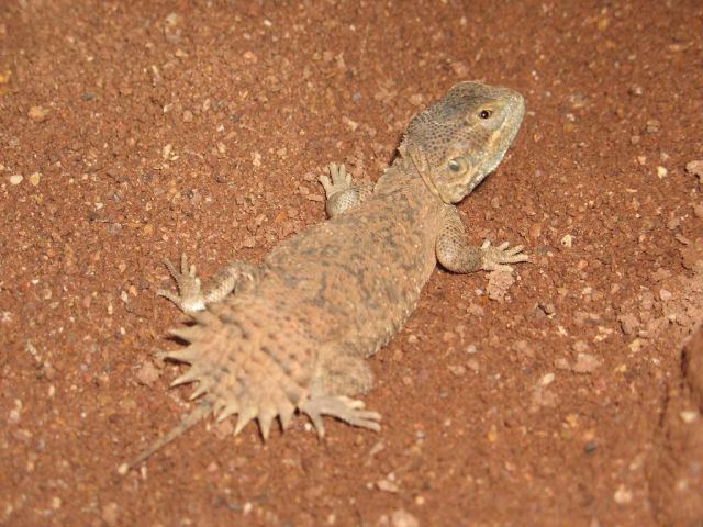 Xenagama Xenagama taylori