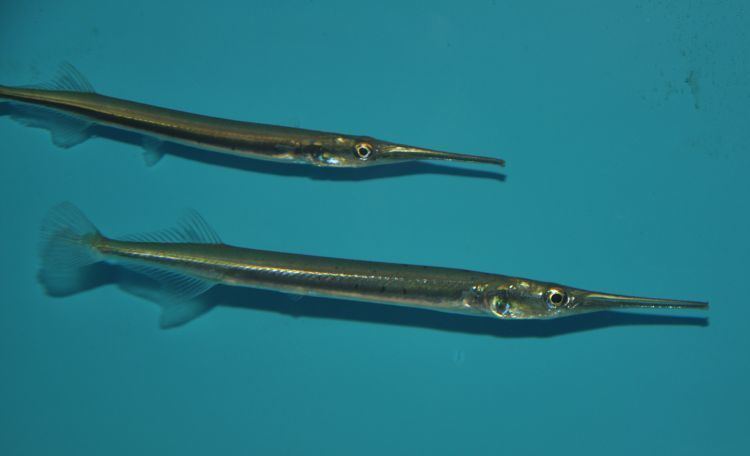 Xenentodon cancila Xenentodon cancila freshwater garfish Esox cancila