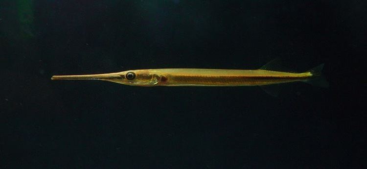 Xenentodon cancila Xenentodon cancila Freshwater Needlefish Belone graii Esox