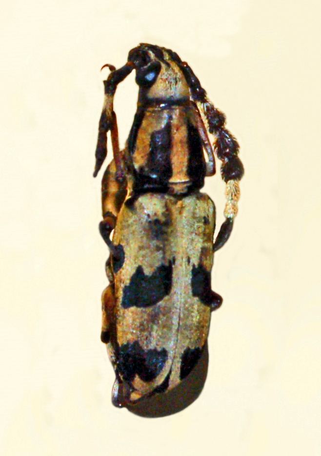 Xenocerus speciosus