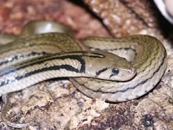 Xenochrophis wwwreptariumczcontentphotord04Xenochrophis