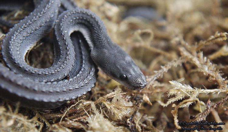 Xenodermus snake dragon snake xenodermus javanicus crispysnakes