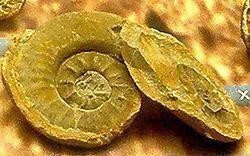 Xenodiscus httpsuploadwikimediaorgwikipediacommonsthu